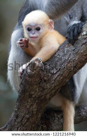 Dusky leaf monkey