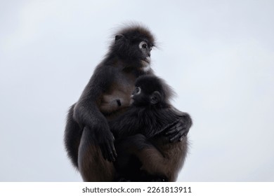 dusky leaf monkey with a child