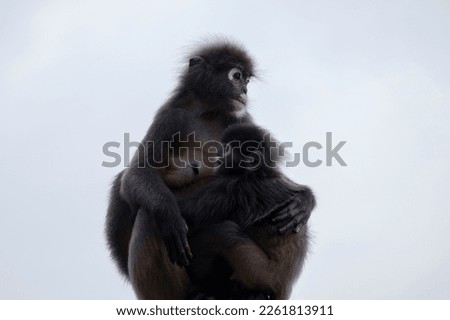 dusky leaf monkey with a child