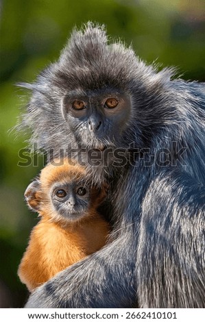 Dusky leaf monkey cradles an orange baby, both gazing forward in a tender, protective moment