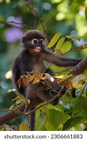 dusky leaf monkey, cute little monkey on the tree