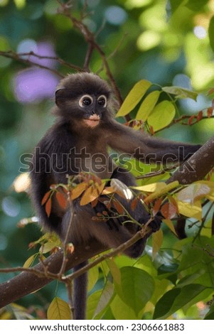dusky leaf monkey, cute little monkey on the tree