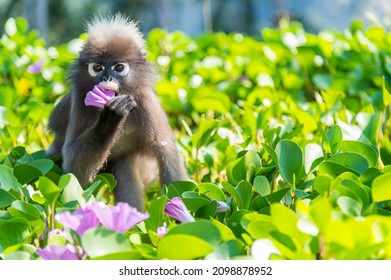 Dusky leaf monkey or Glasses langur eat morning groly at Tonsai Beach, krabi , thailand