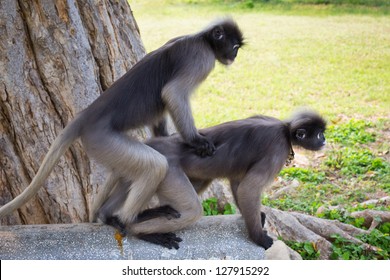 Dusky Leaf Monkey Hybridize