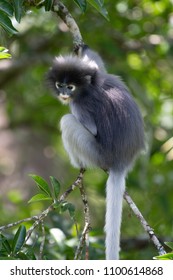 Dusky Leaf Monkey, Kaeng Krachan National Park, Thailand