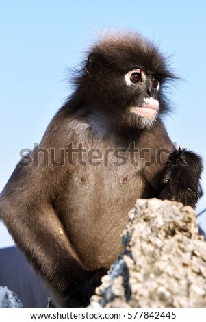 Similar – Image, Stock Photo Don’t feed the baboons III