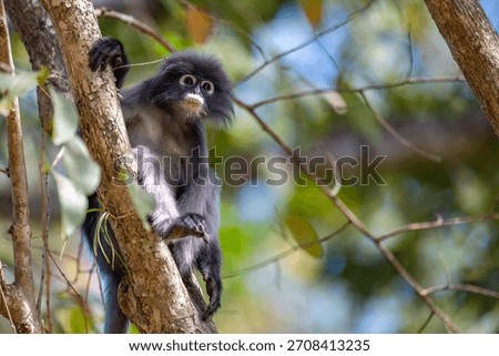 A Dusky Leaf Monkey perched on a tree branch in natural forest light.