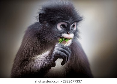 Dusky leaf monkey, a primate species, eating fresh green leaves. Animal wildlife in natural habitat, close up portrait. Thailand photography, no generative ai
