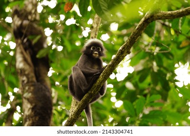 Dusky leaf monkey in rainforest in Langkawi, Malaysia