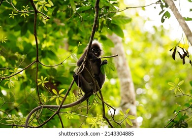 jenis monyet di malaysia