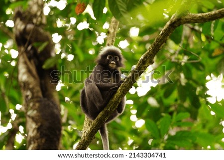 Dusky leaf monkey in rainforest in Langkawi, Malaysia
