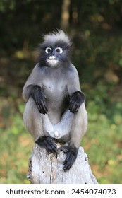 The dusky leaf monkey is a rather small primate. Commonly found in the southern forests of Thailand 