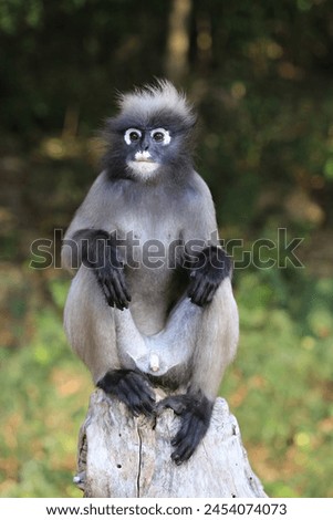 The dusky leaf monkey is a rather small primate. Commonly found in the southern forests of Thailand 