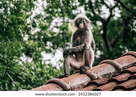 Dusky leaf monkey sitting on the roof in Thailand
