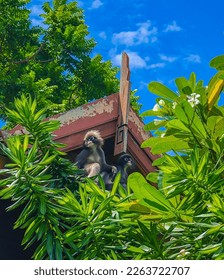 The dusky leaf monkey or spectacled langur hiding among leaves in Railay beach, Krabi province, Thailand
