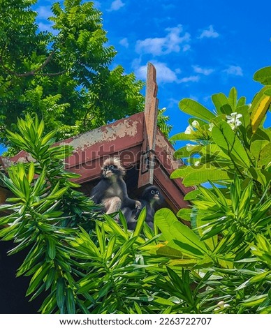 The dusky leaf monkey or spectacled langur hiding among leaves in Railay beach, Krabi province, Thailand