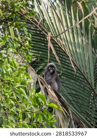 A dusky leaf monkey (Trachypithecus obscurus) or dusky langur sitting among lush green palm leaves in a natural tropical forest environment, featuring distinct white eye rings and fur markings.