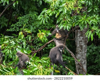 A dusky leaf monkey (Trachypithecus obscurus) mother carrying her bright orange infant while resting on tree branches in a lush tropical rainforest in Taman Melawati KL, Malaysia. The orange fur is a unique characteristic of newborn dusky leaf monkeys.