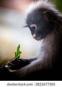 Dusky leaf monkey - trachypithecus obscurus - with characteristic pink face markings, delicately holding and eating fresh green leaves. Thailand photography, no generative ai