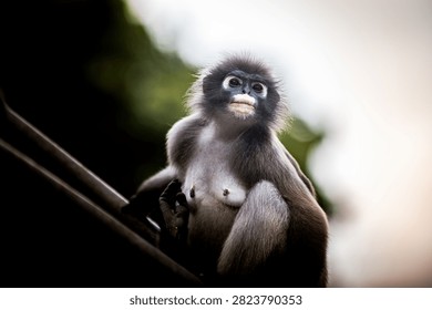 Dusky leaf monkey, trachypithecus obscurus, watching, a gray and black langur primate with white around its mouth. Thailand photography, no generative ai