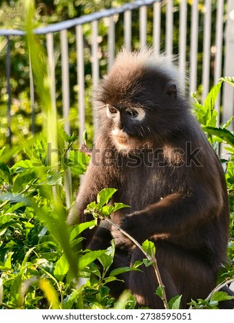 Dusky Leaf Monkey (Trachypithecus obscurus) in Natural Habitat – Wildlife Photography  

