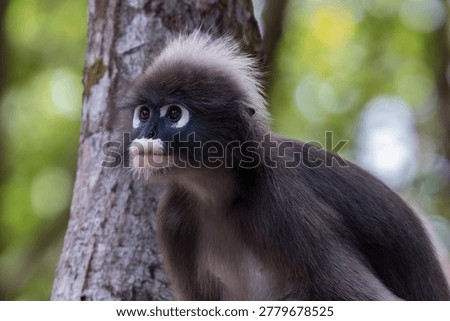 Dusky leaf monkey (Trachypithecus obscurus), also called spectacled langur. In the mangrove forest on Railay Beach, Krabi, Thailand. 
