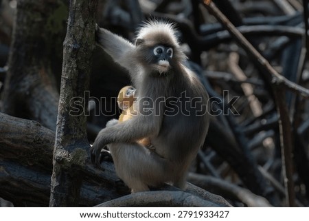 Dusky leaf monkey (Trachypithecus obscurus) with her baby in the mangrove forest on Railay Beach, Railay, Krabi, southern Thailand. Also called Spectacled Langur, it is an endangered species. 

