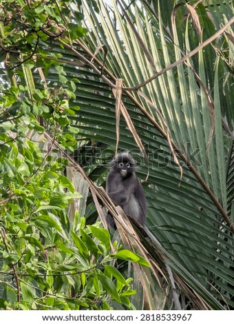 A dusky leaf monkey (Trachypithecus obscurus) or dusky langur sitting among lush green palm leaves in a natural tropical forest environment, featuring distinct white eye rings and fur markings.