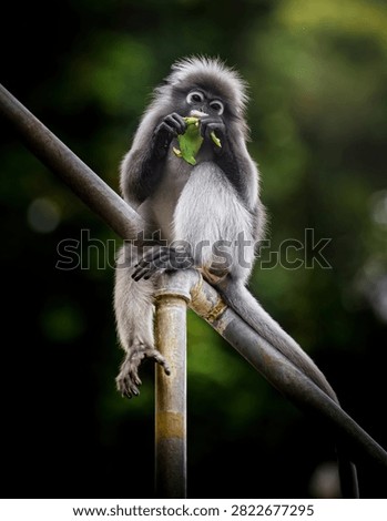 Dusky leaf monkey, trachypithecus obscurus, perched on a metal pipe eating a green leaf with blurred green background. Thailand photography, no generative ai