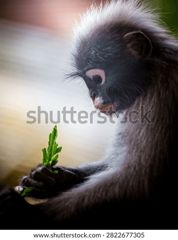 Dusky leaf monkey - trachypithecus obscurus - with characteristic pink face markings, delicately holding and eating fresh green leaves. Thailand photography, no generative ai
