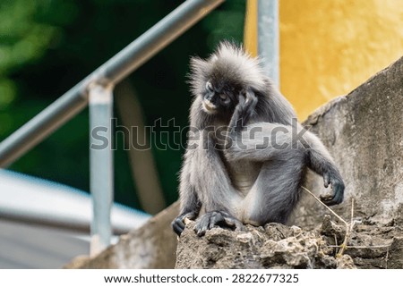 Dusky leaf monkey, trachypithecus obscurus, sitting on a rock, scratching its head, looking thoughtful and contemplative. Thailand photography, no generative ai