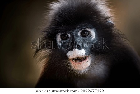 Dusky leaf monkey - trachypithecus obscurus - close up looking directly at viewer, displaying distinctive white eye patches and muzzle. Thailand photography, no generative ai