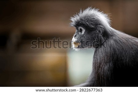 Dusky leaf monkey - trachypithecus obscurus - showing a profile view. The primate has distinctive dark fur and white eye rings. Thailand photography, no generative ai