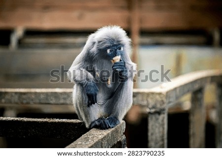 Dusky leaf monkey - trachypithecus obscurus - sitting on a concrete barrier, chewing food. Wildlife portrait focusing on animal behavior. Thailand photography, no generative ai
