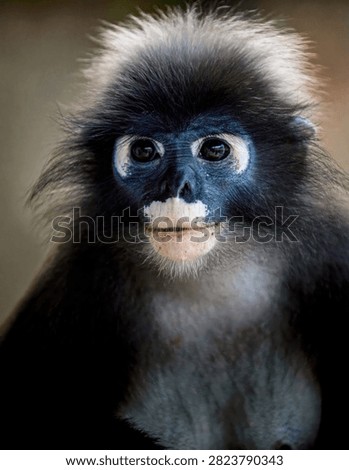 Dusky leaf monkey - trachypithecus obscurus - close up portrait, showing its distinctive white eye rings and mouth. Thailand photography, no generative ai