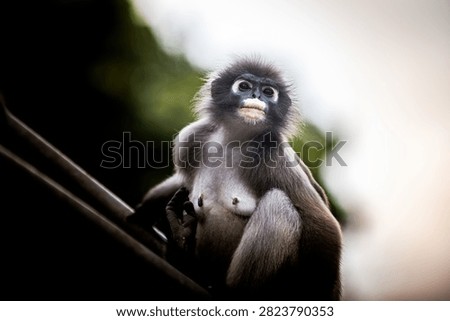 Dusky leaf monkey, trachypithecus obscurus, watching, a gray and black langur primate with white around its mouth. Thailand photography, no generative ai