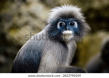 Dusky leaf monkey, trachypithecus obscurus, looking directly at viewer. Wildlife in natural environment. Thailand langur. Thailand photography, no generative ai