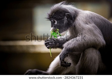 Dusky leaf monkey - trachypithecus obscurus - sitting and thoughtfully eating fresh green leaves, showcasing its unique facial markings. Thailand photography, no generative ai