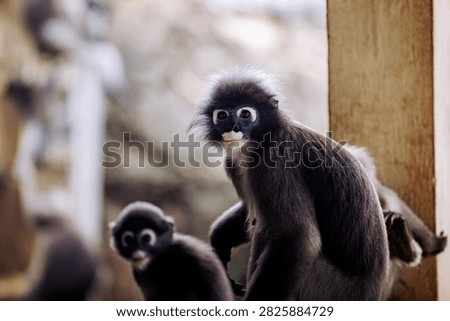 Dusky leaf monkey - trachypithecus obscurus - with a young monkey in the background. Wildlife and animal conservation concept. Thailand photography, no generative ai