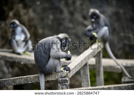 Dusky leaf monkey, trachypithecus obscurus, sitting on a concrete railing and eating. Two other monkeys are in the background. Thailand photography, no generative ai