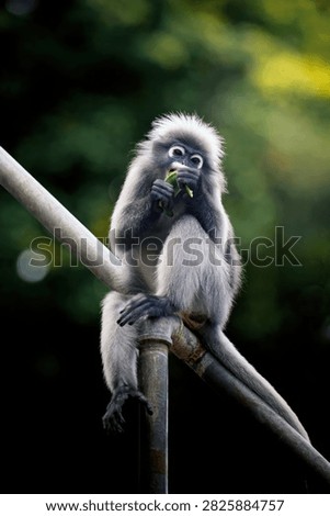 Dusky leaf monkey - trachypithecus obscurus - sitting on a metal pipe, eating a green leaf in its natural habitat. Thailand photography, no generative ai