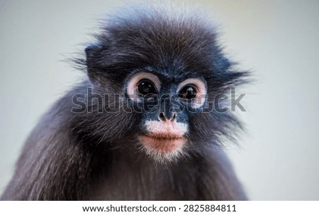 Dusky leaf monkey - trachypithecus obscurus - close up portrait, focusing on the dark fur and distinctive white eye rings. Thailand photography, no generative ai