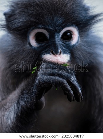 Dusky leaf monkey - trachypithecus obscurus - close up, gently holding and eating fresh green foliage. Thailand photography, no generative ai
