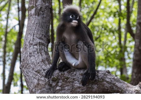 Dusky leaf monkey (Trachypithecus obscurus), sitting on the limb of a mangrove tree; forest in the background. Also called spectacled langur. In the mangrove forest on Railay Beach, Krabi, Thailand. 

