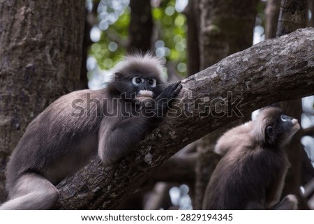 Dusky leaf monkey (Trachypithecus obscurus), lying on the limb of a mangrove tree; another monkey in the background. Also called spectacled langur. In the mangrove forest on Railay Beach, Krabi, Thailand. 
