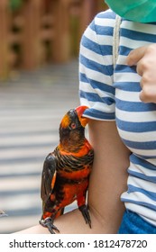 A dusky lory (Pseudeos fuscata) bites the trouist's clothes.
It is a species of parrot in the family Psittaculidae. 
It is found in New Guinea and the offshore islands.
