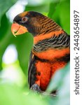 The dusky lory (Pseudeos fuscata) is a species of parrot in the family Psittaculidae. 
It is found in New Guinea and the offshore islands.
 It is mainly brown and has a whitish back and rump. 