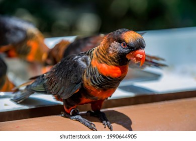 The dusky lory (Pseudeos fuscata) is a species of parrot in the family Psittaculidae. 
It is found in New Guinea and the offshore islands.
 It is mainly brown and has a whitish back and rump.  - Shutterstock ID 1990644905