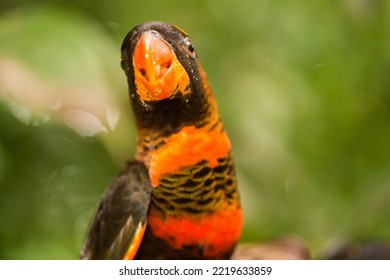 The dusky lory or the white-rumped lory or the dusky-orange lory (Pseudeos fuscata) in the branch - Shutterstock ID 2219633859