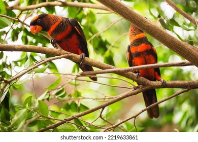 The dusky lory or the white-rumped lory or the dusky-orange lory (Pseudeos fuscata) in the branch - Shutterstock ID 2219633861